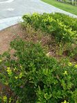 路邊綠植景觀