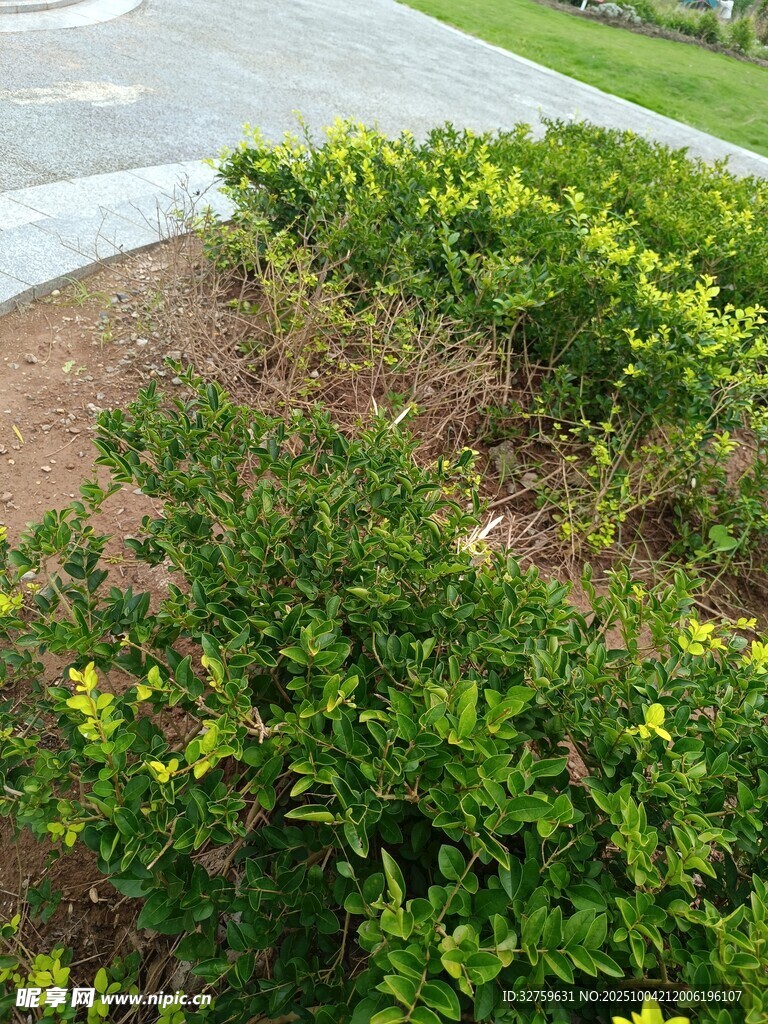 路邊綠植景觀