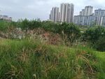 城市邊的草地與高樓景觀