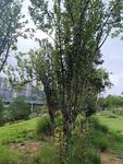 戶外蔥郁樹(shù)木與草地景觀