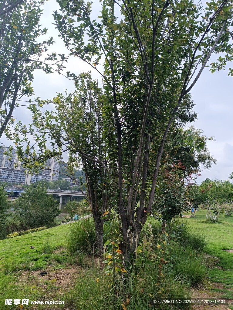 戶外蔥郁樹木與草地景觀