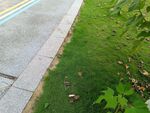 路邊草地與彩色路面