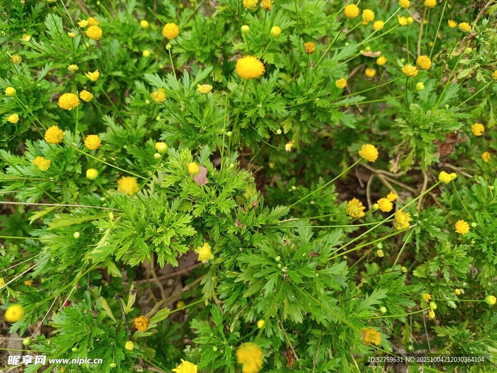 金黃小花綻放綠色草叢