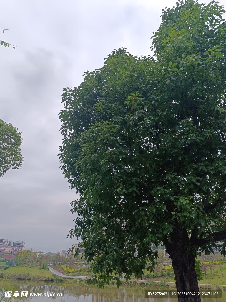 雨中蔥郁大樹