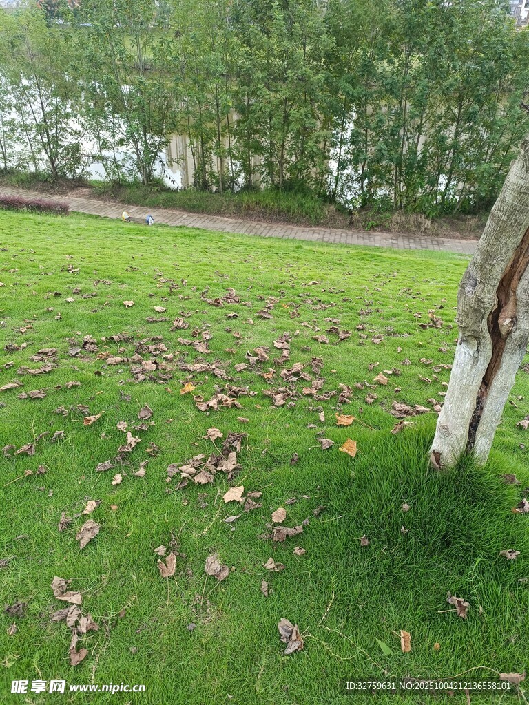 草地旁的樹干與散落枯葉