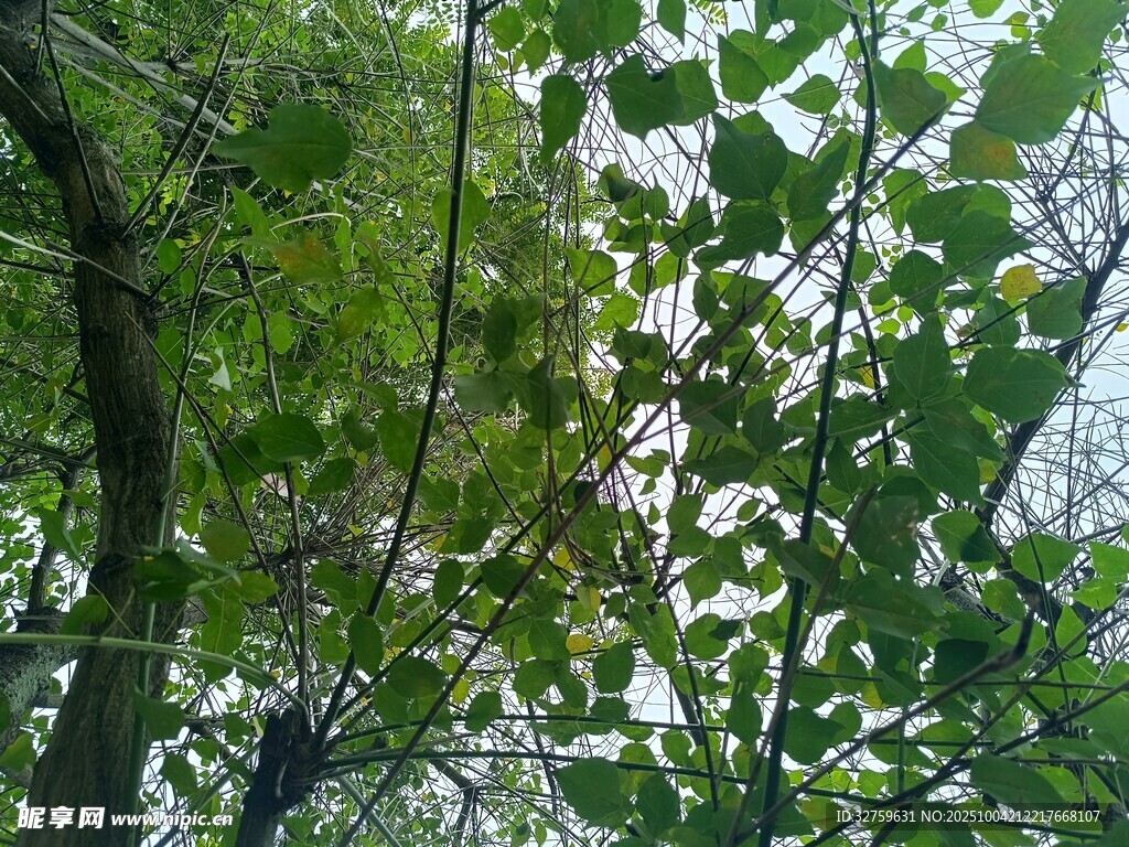 繁茂枝葉間的光影世界