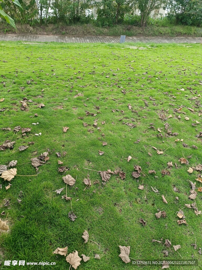 秋日草地