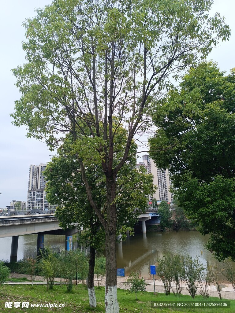 河畔綠樹成蔭的宜人景致