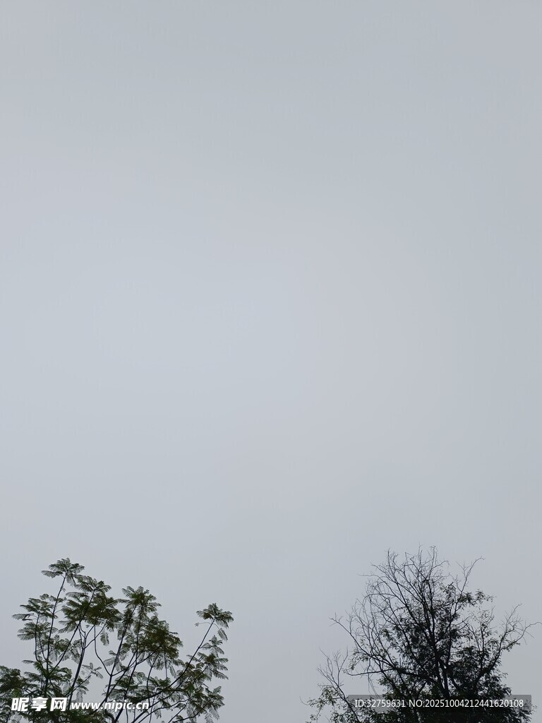 陰天樹梢景象