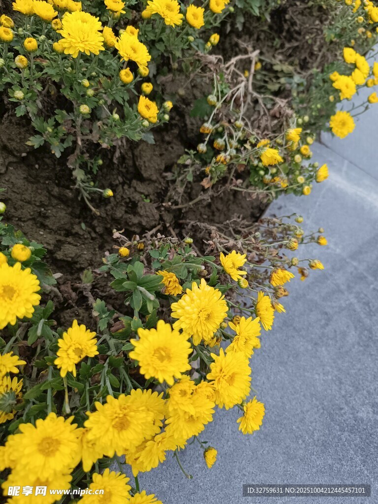 路邊綻放的燦爛黃色小花