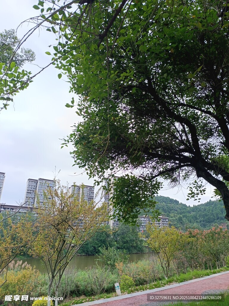 城市公園中的綠樹與步道