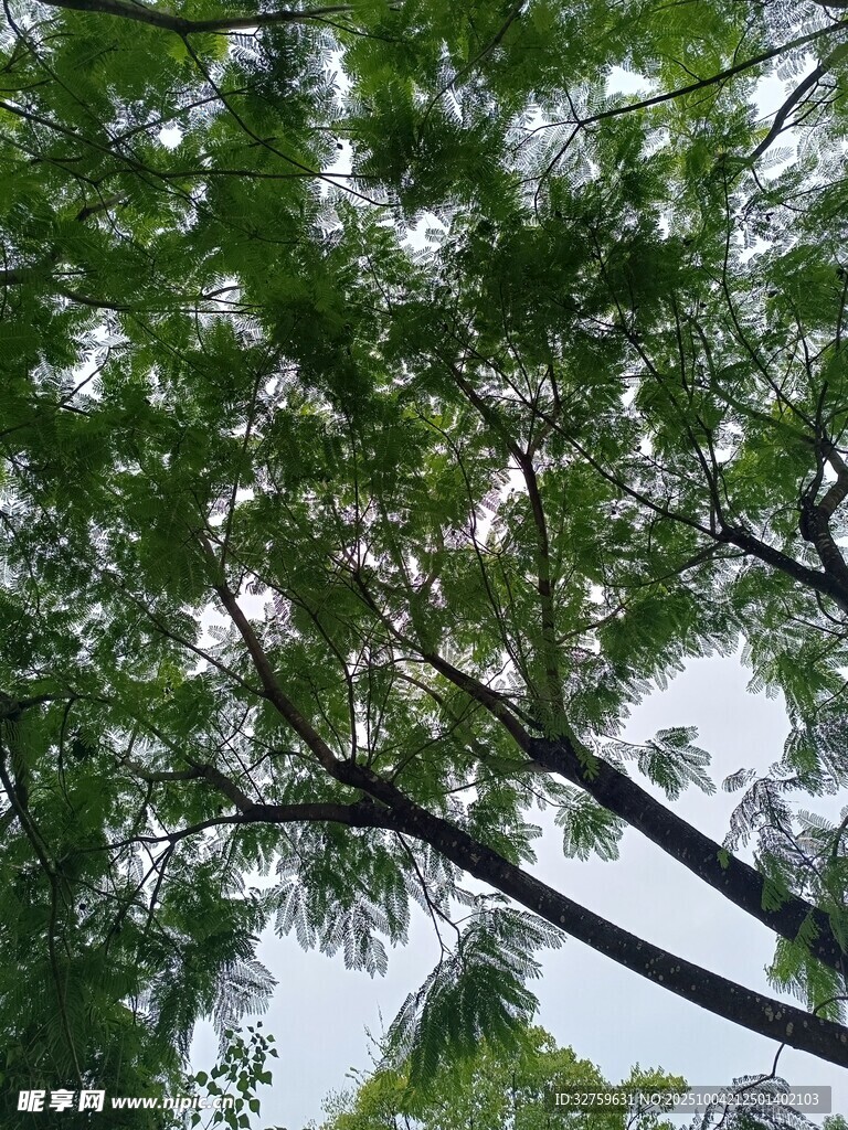 仰視繁茂綠樹樹冠