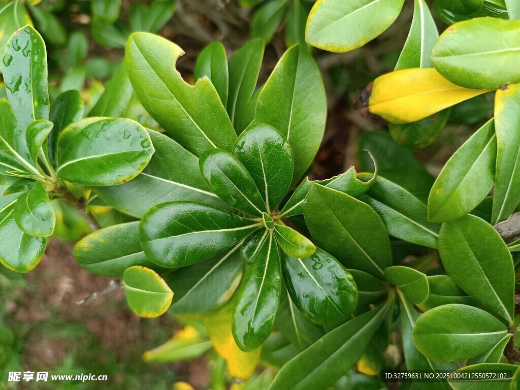 綠葉黃花植物特寫