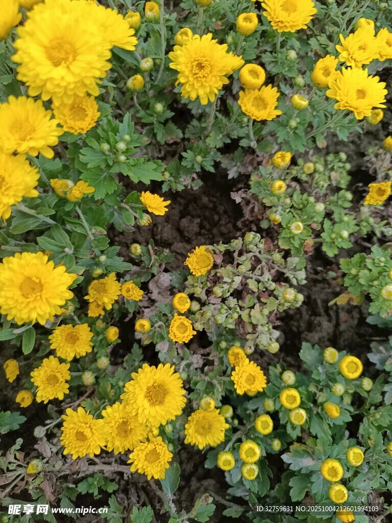金黃燦爛的小菊花綻放