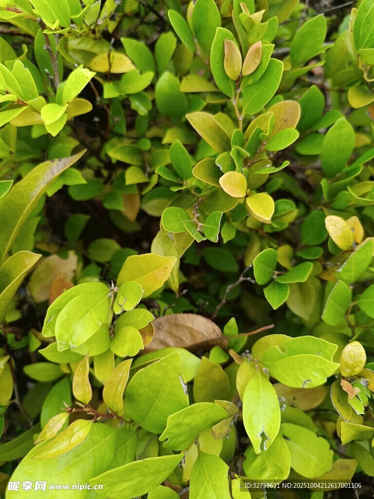 翠綠繁茂的綠植景觀