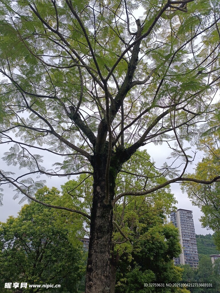 高大挺拔的繁茂綠樹(shù)