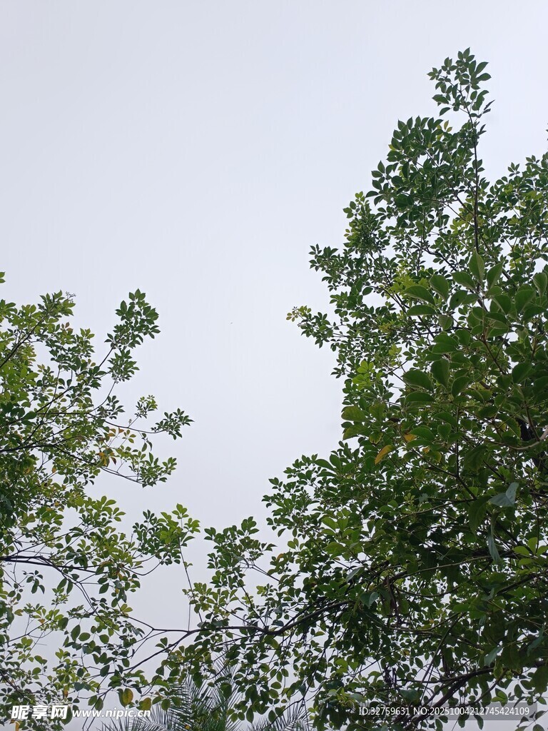 仰視綠樹(shù)樹(shù)冠