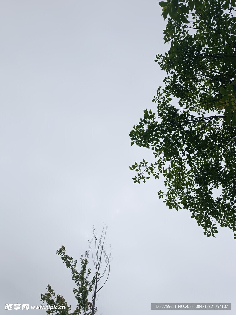 仰視綠樹與灰白天空