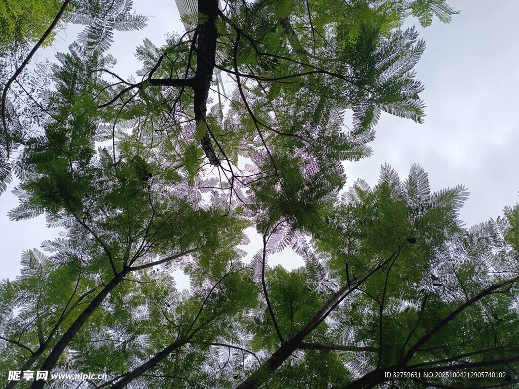 仰視繁茂枝葉