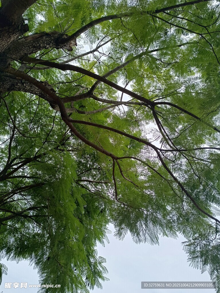 仰視繁茂綠樹的美麗景致