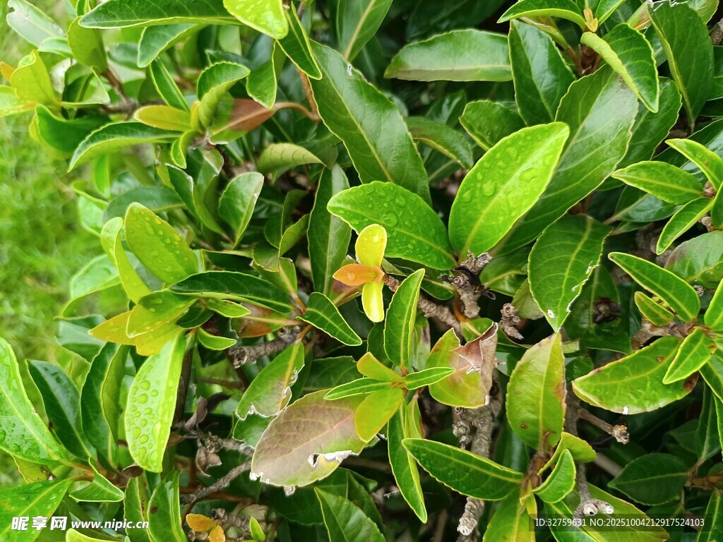 綠葉間的多彩植物景觀
