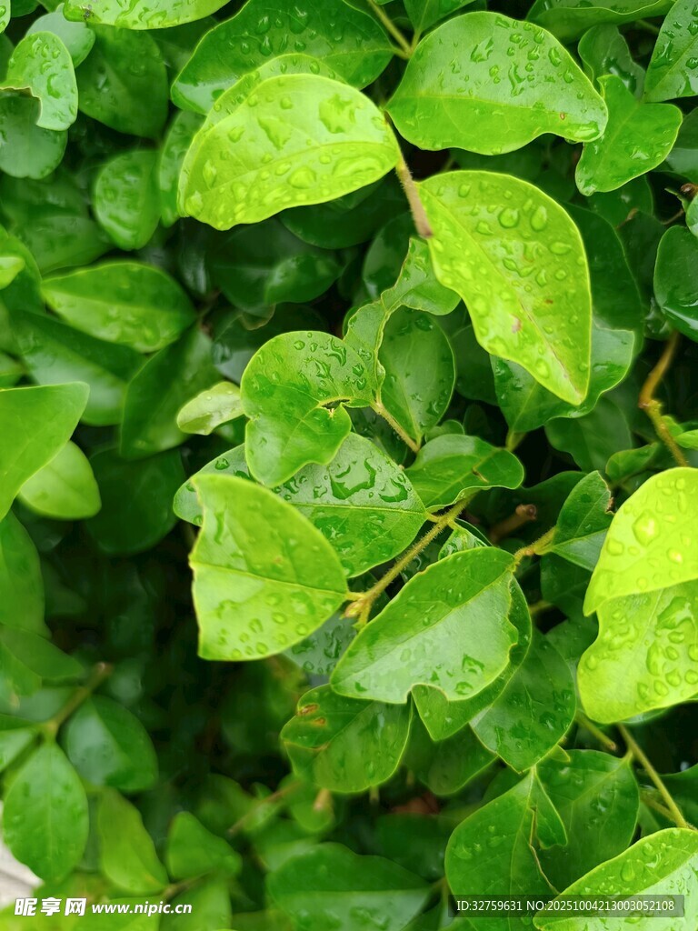 翠綠欲滴的鮮嫩葉片