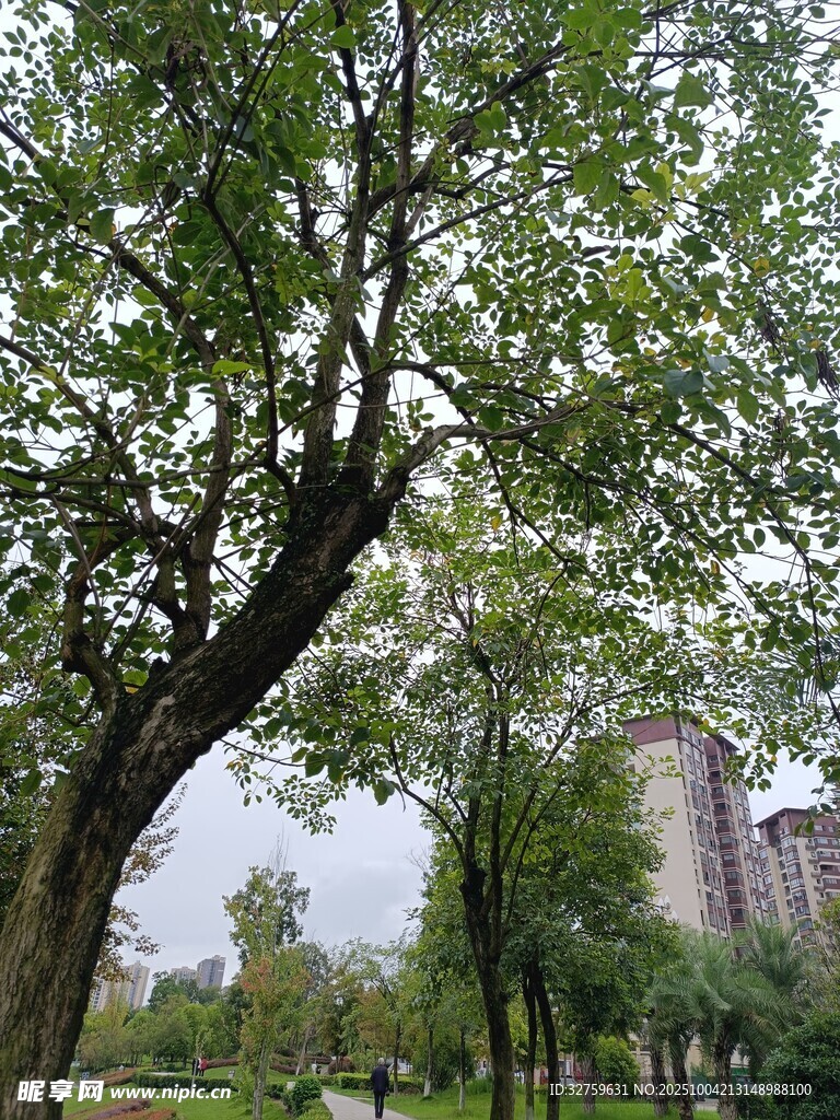 城市中蔥郁的大樹