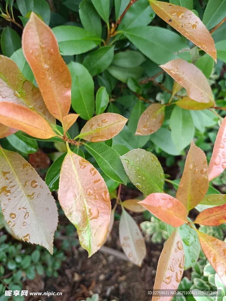 多彩葉片特寫(xiě)