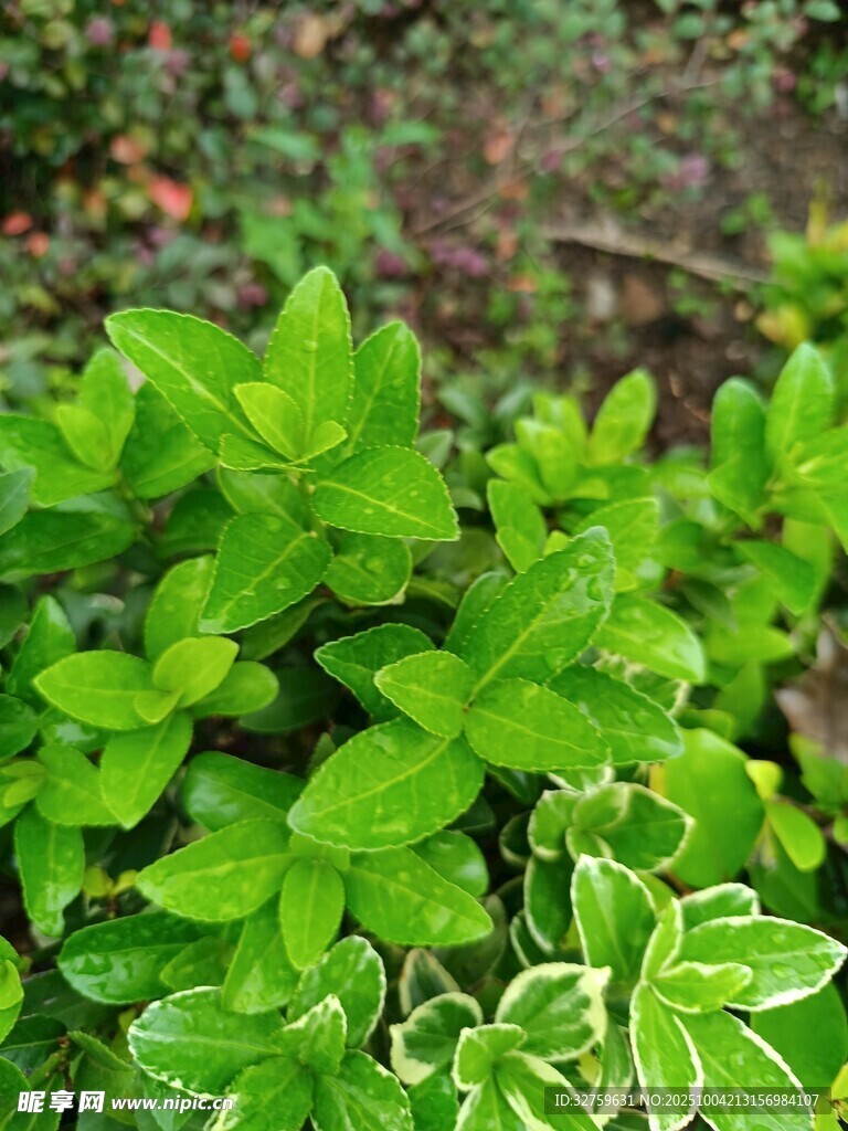 翠綠清新的蓬勃綠植
