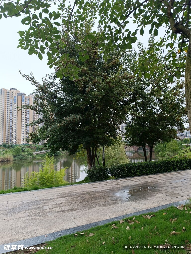 雨后公園的靜謐景致