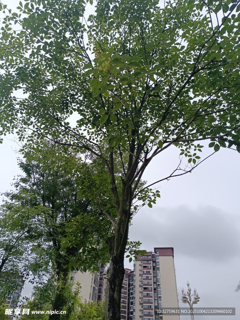 城市中高大蔥郁的綠樹