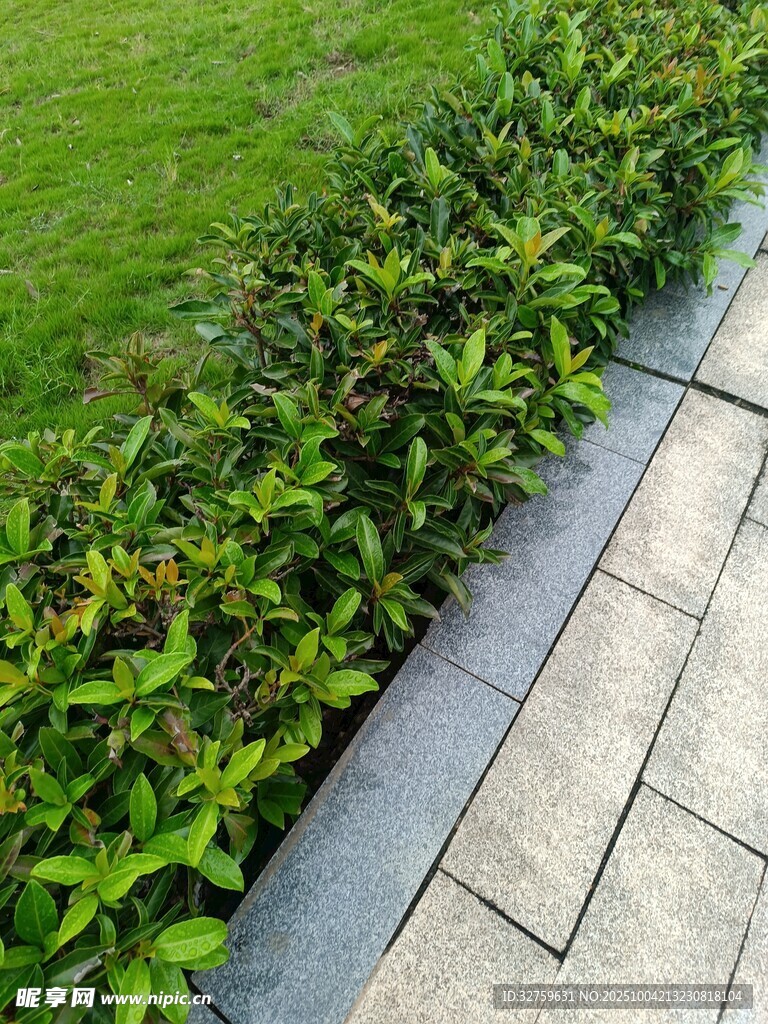 綠植與石板路景觀