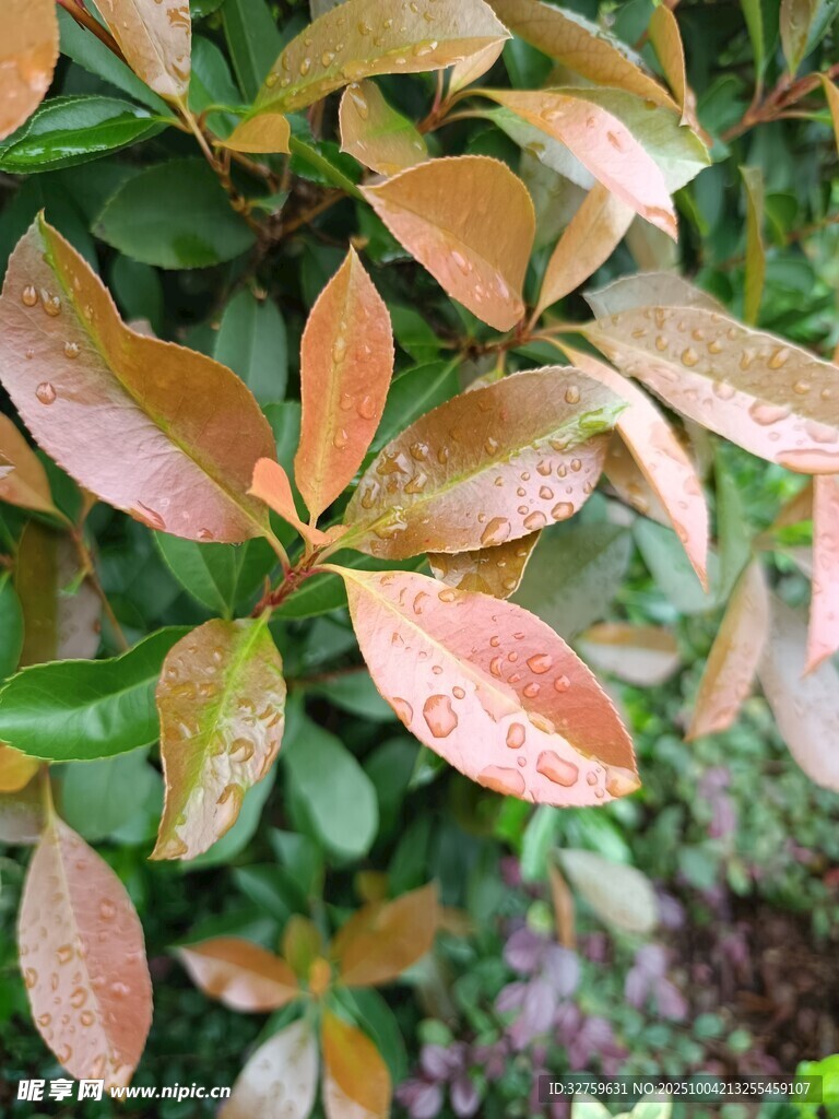 多彩葉片特寫