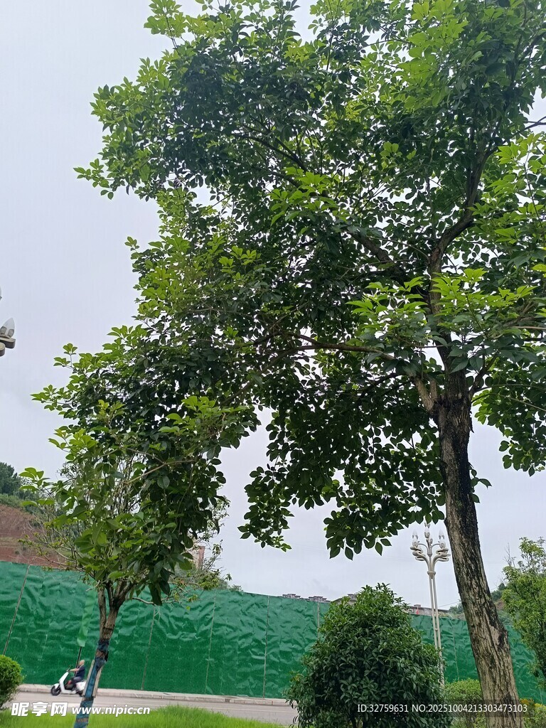 綠樹成蔭的戶外景致