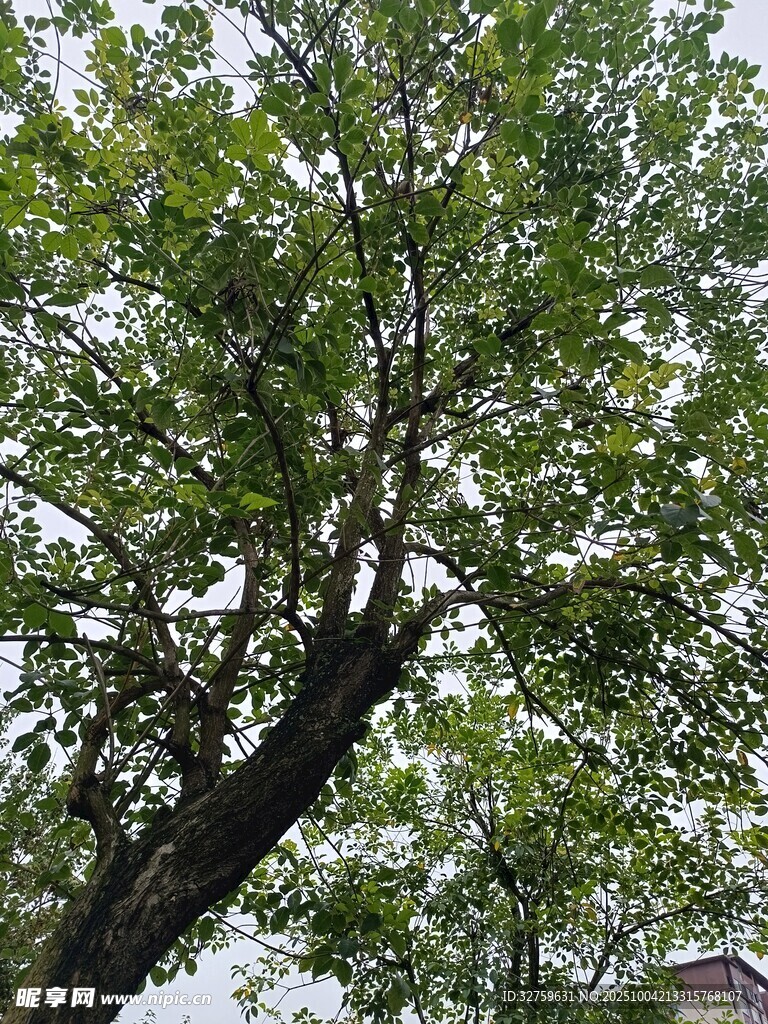 繁茂綠樹展現(xiàn)自然生機