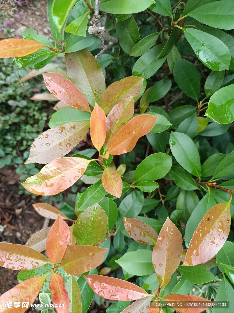 多彩葉片植物特寫