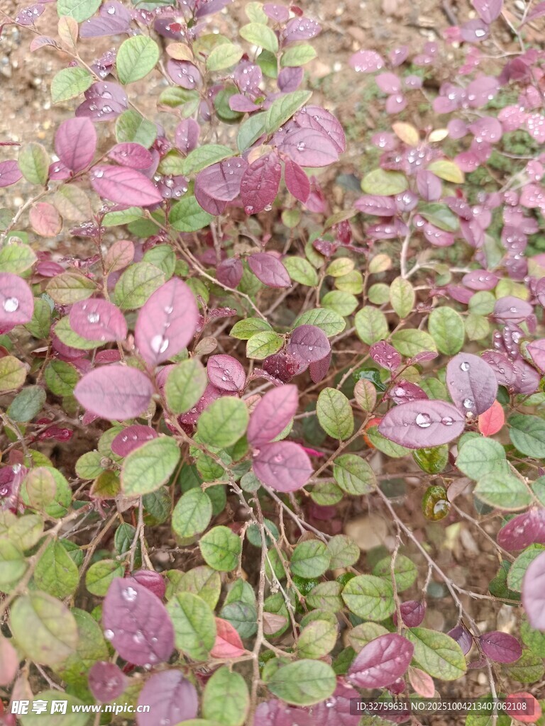 多彩葉片植物景觀(guān)