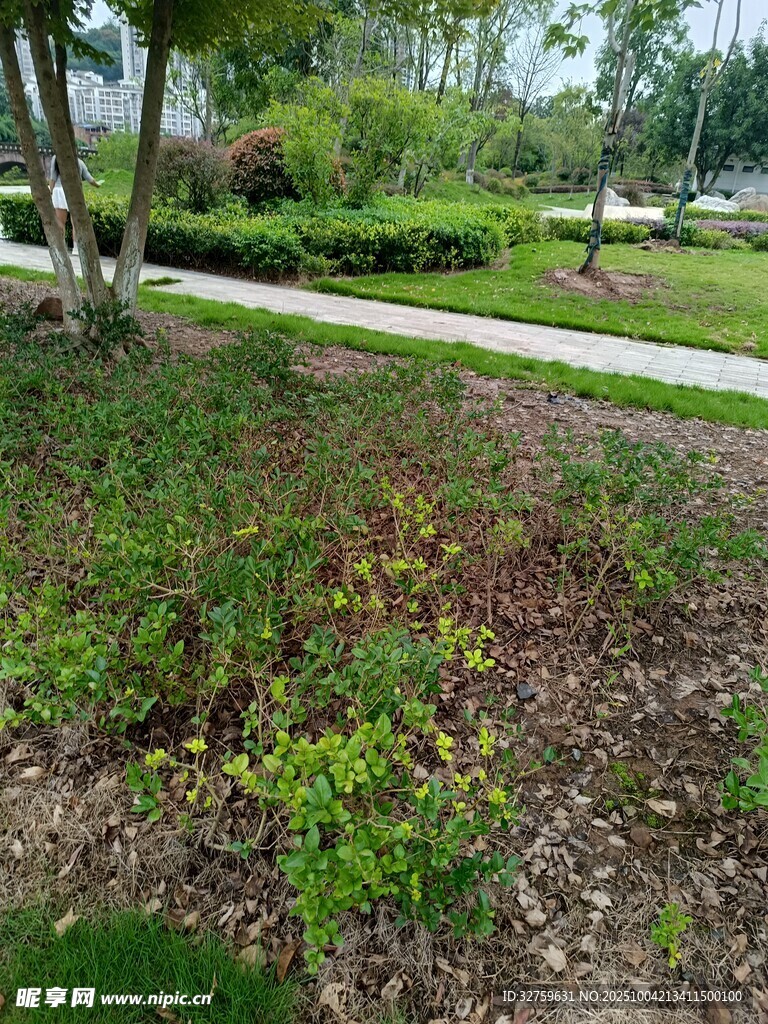 路邊多彩綠植景觀