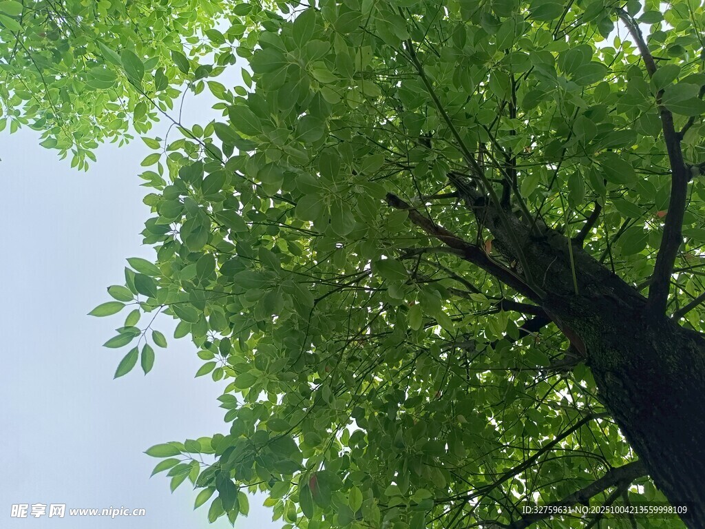 仰視翠綠繁茂的高大樹木