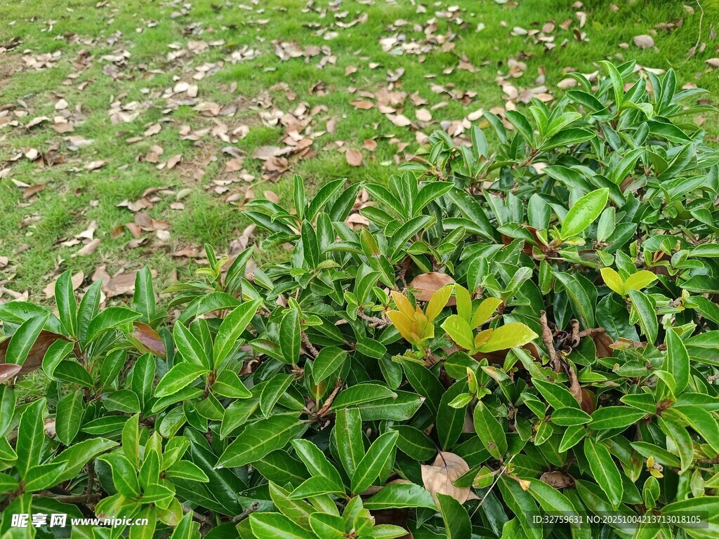 翠綠草地旁的繁茂綠植