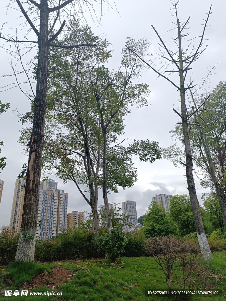 城市中光禿樹木與綠植景觀