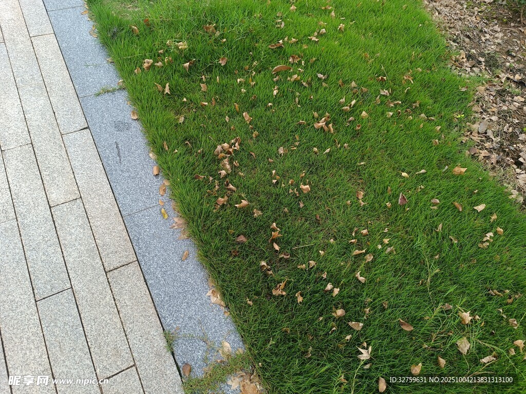 路邊草地與散落枯葉