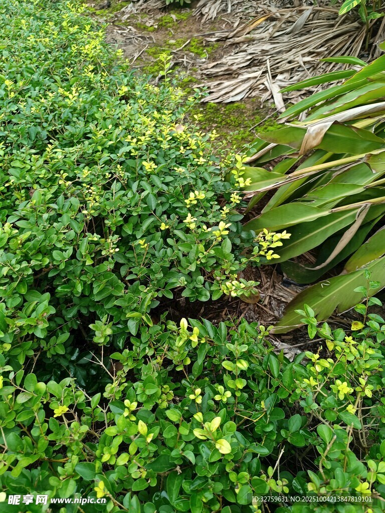 綠意盎然的植物景觀