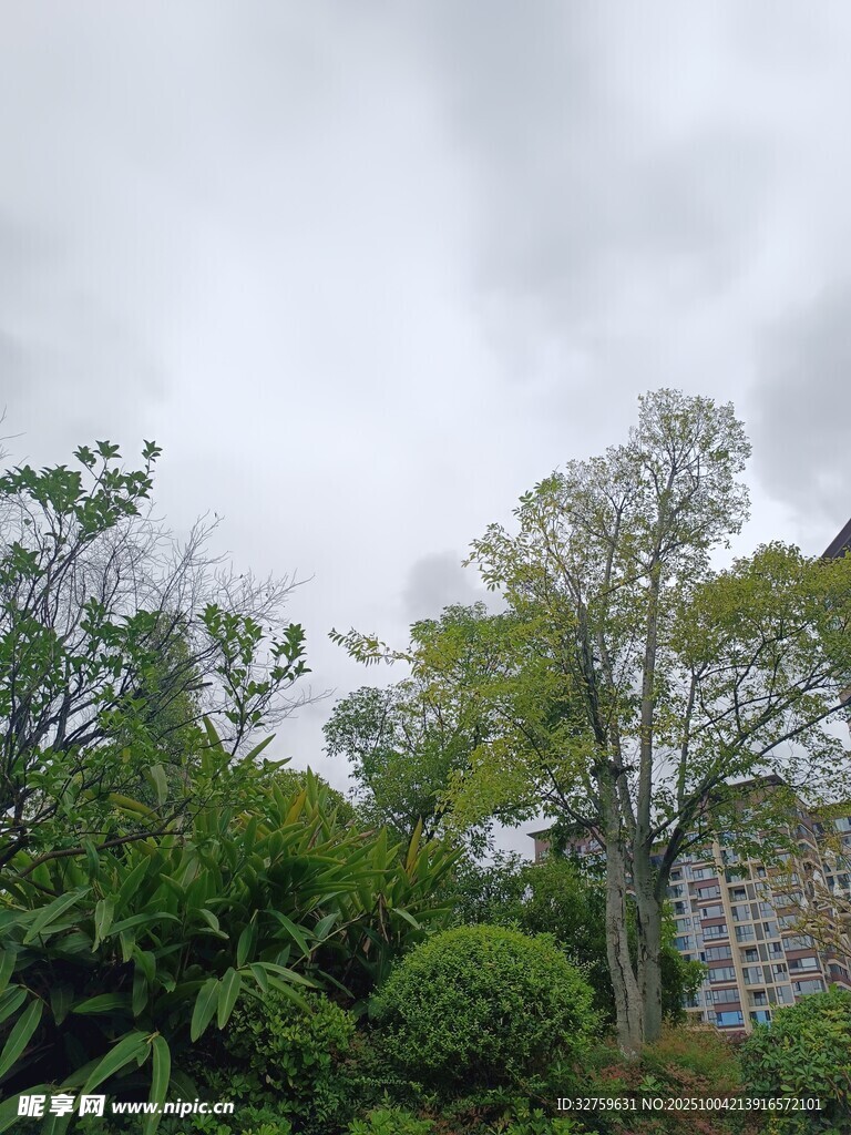 云霧中蔥郁樹(shù)木與建筑