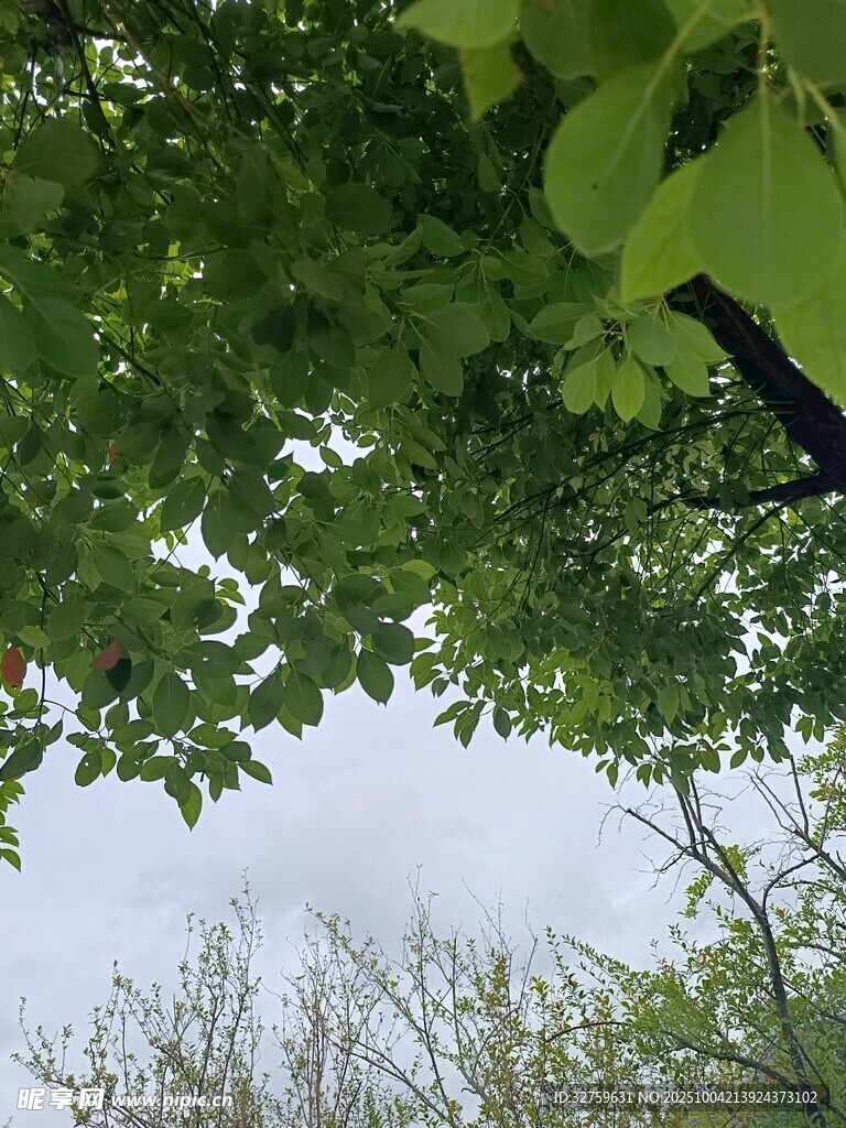 綠葉間的天空一角