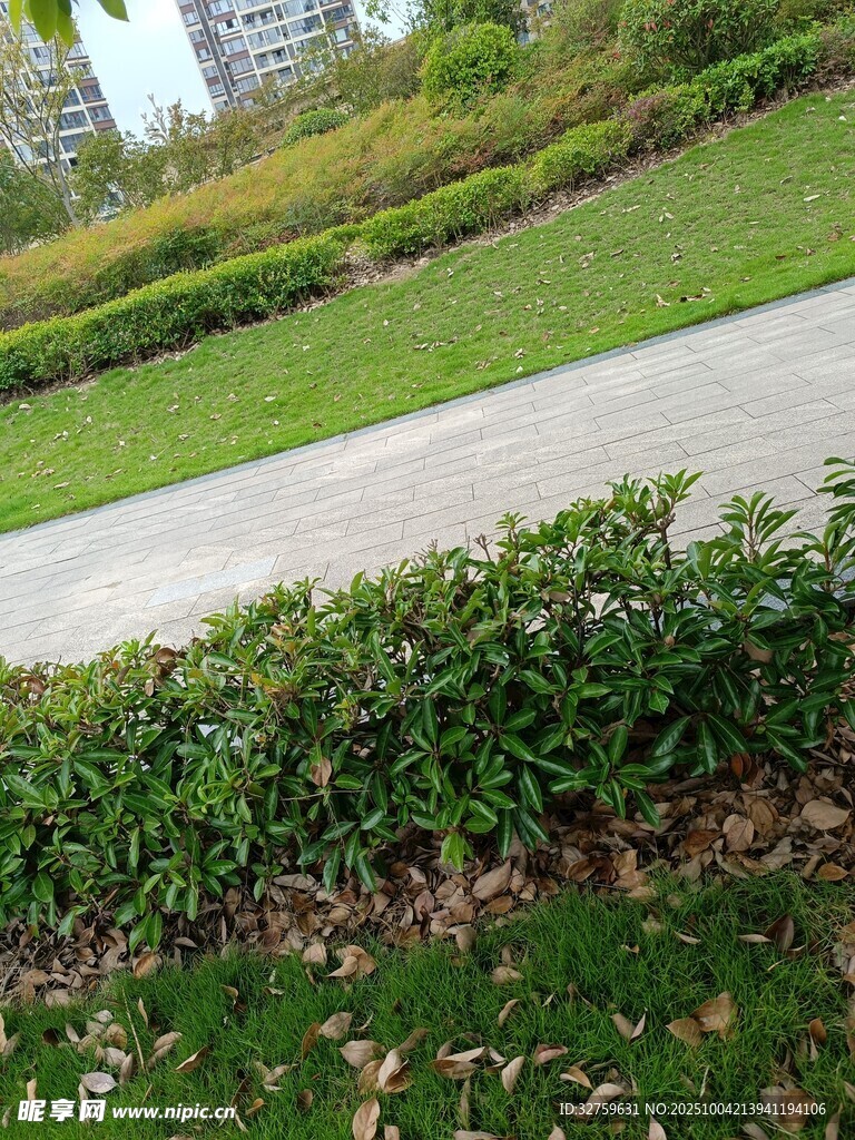 城市綠化帶中的綠植景觀
