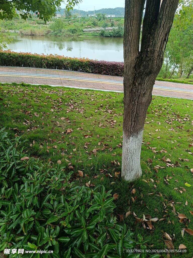 湖邊樹木與綠植景致