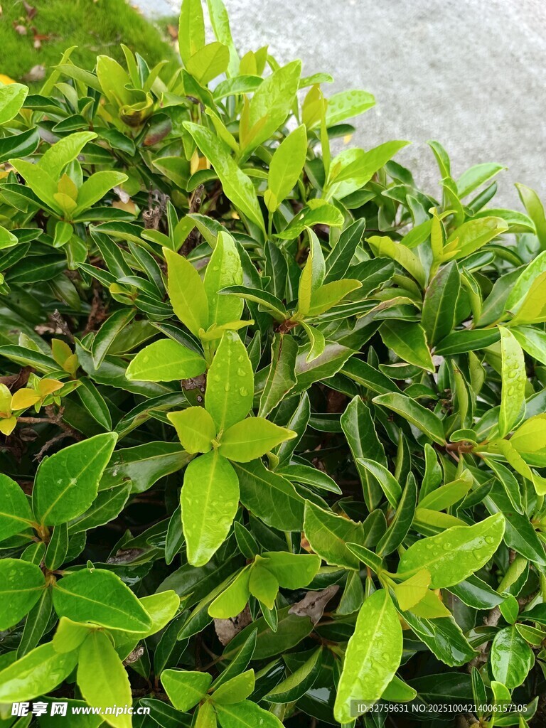 翠綠繁茂的生機綠植