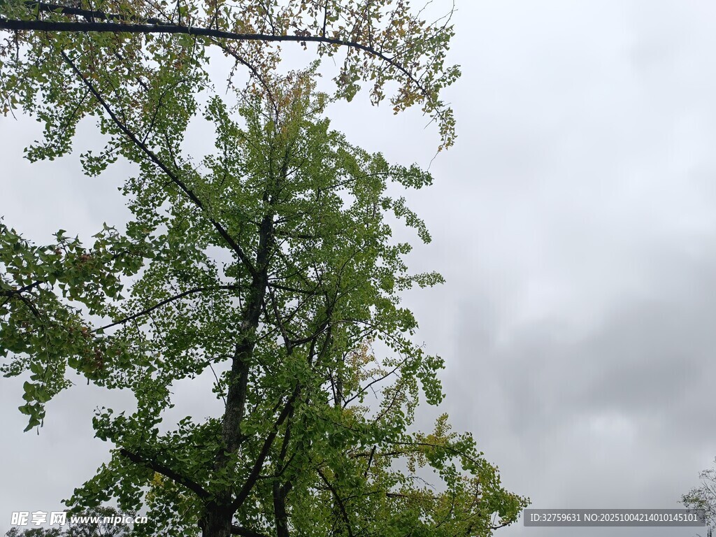雨中挺立的蔥郁綠樹(shù)