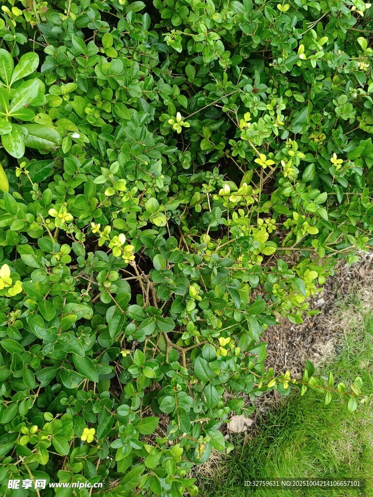 繁茂綠植景觀